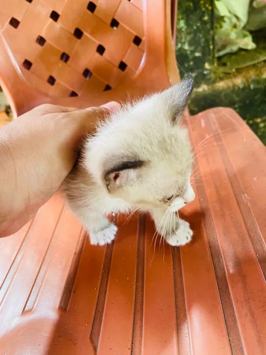 Gatos para doação  - Foto 2