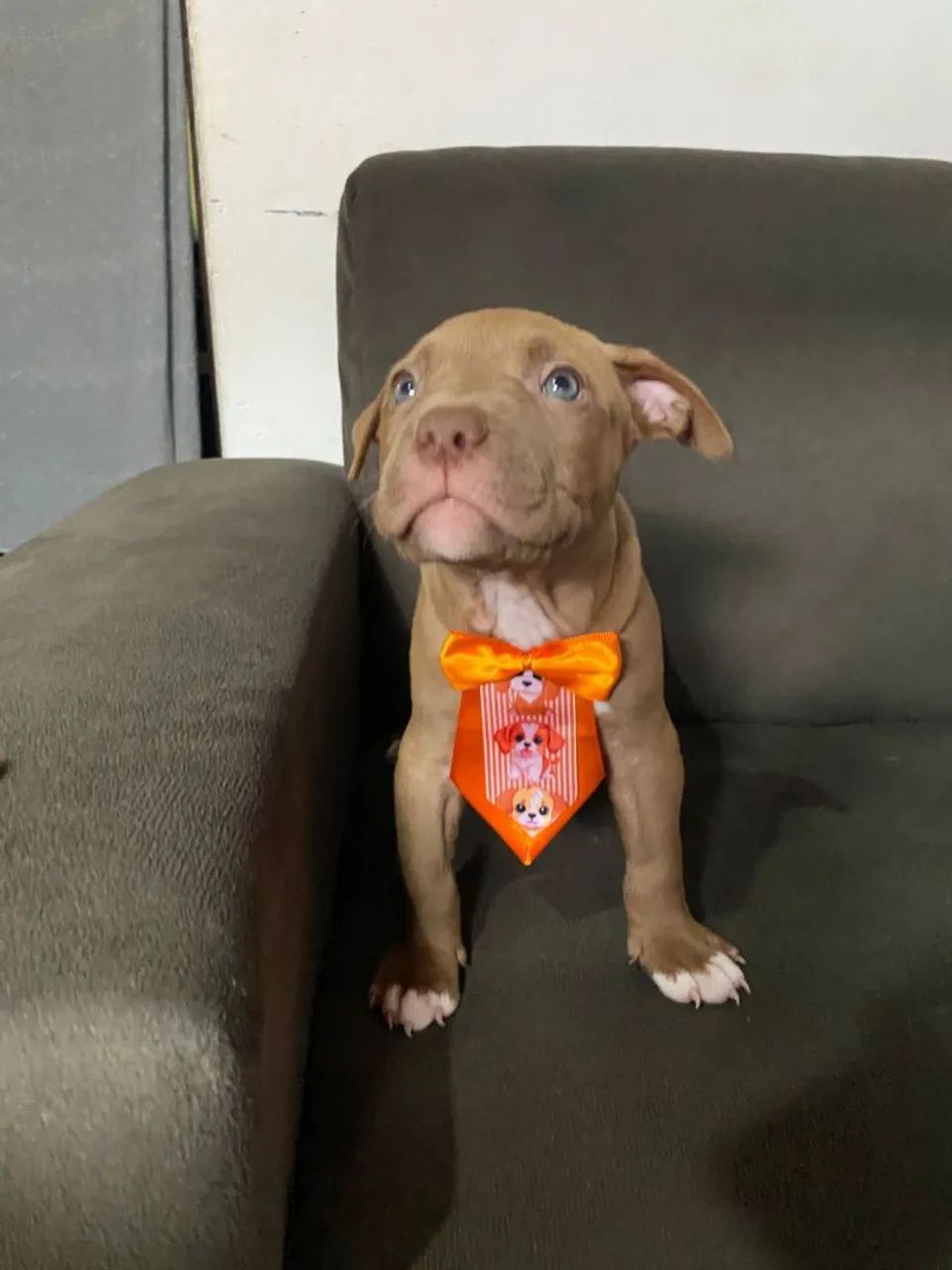 Filhote de América bully