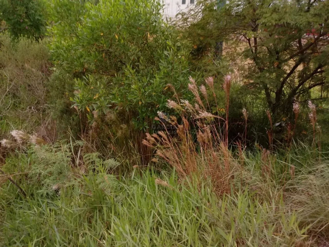 Terrenos a venda - Santa Maria - Foto 4