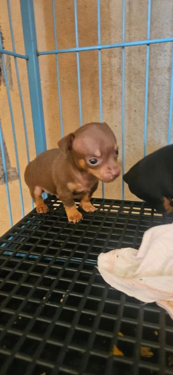 Filhote de Pinscher Fêmea zero 