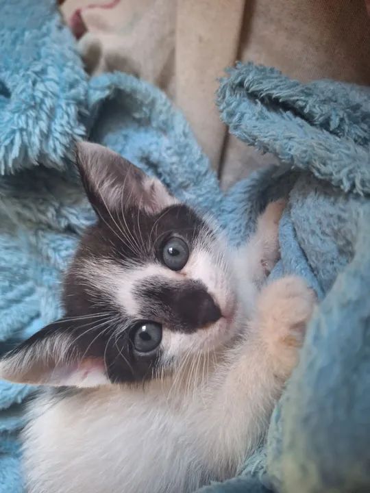 DOAÇÃO GATO FILHOTE - Foto 2