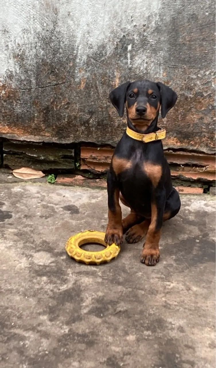 Vende-se filhote de Doberman/ Quase 3 meses, 2 vacinas dadas. Marrom ou Preto!