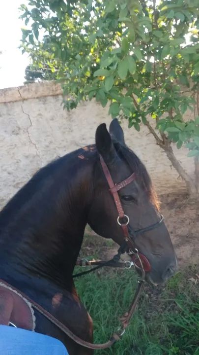 Cavalo Mangalarga Marchador