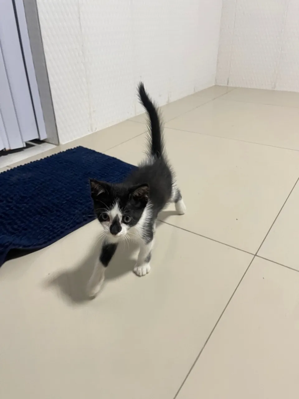 Doando gatinho
