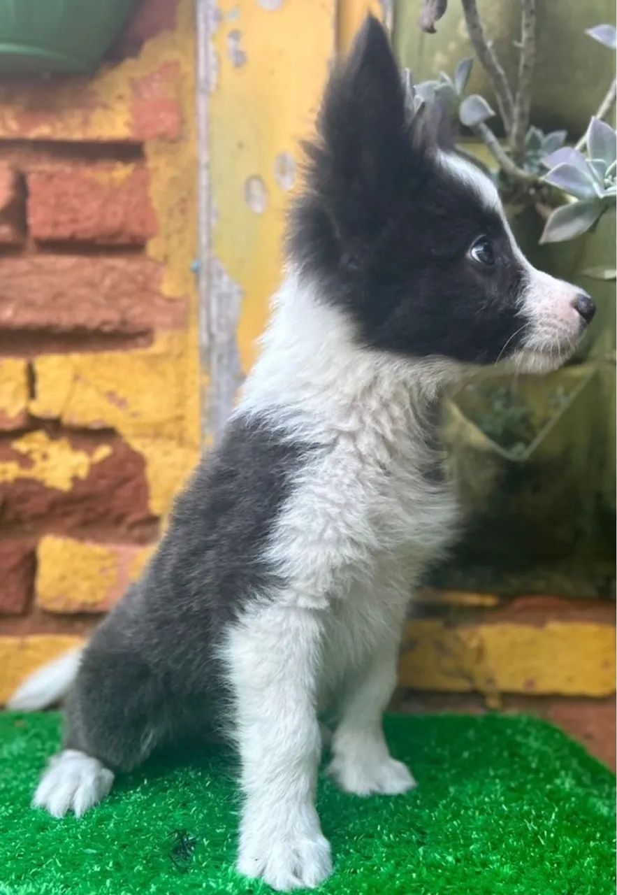 Filhotes machos Border Collie  - Foto 2