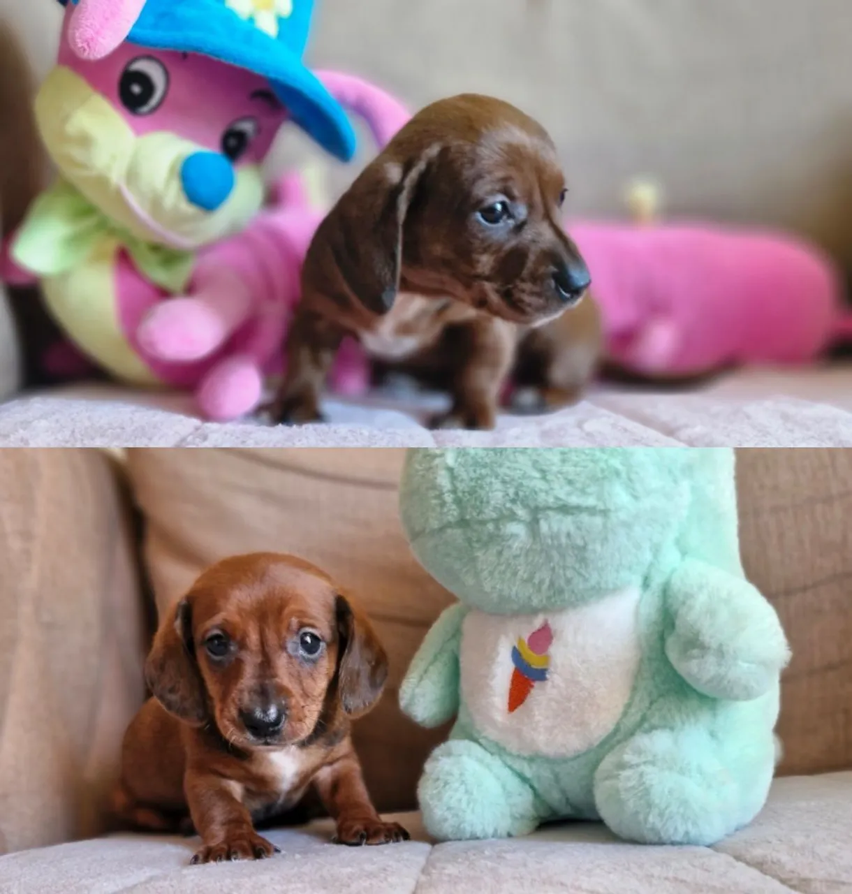 LINDOS FILHOTES DE DACHSHUND MACHO E FÊMEA