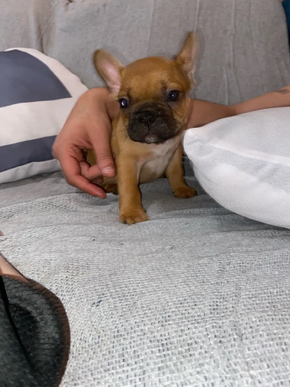 Filhote de Bulldog Francês - Fofo e Charmoso!