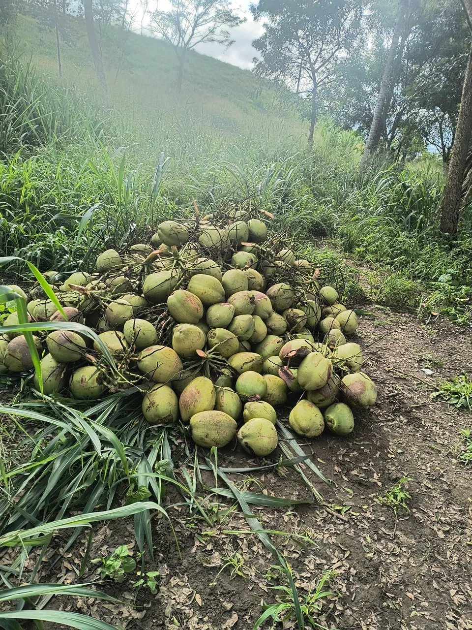 Cocos frescos para venda