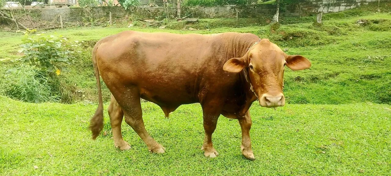 Bezerro macho - Foto 5