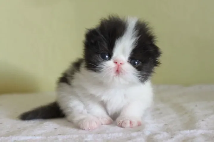 Gato Persa à venda!