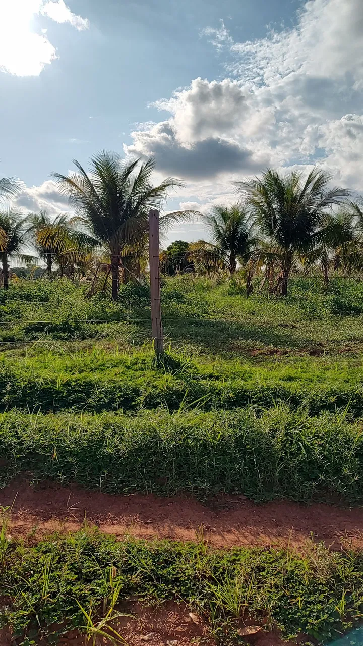 coqueiros produzindo