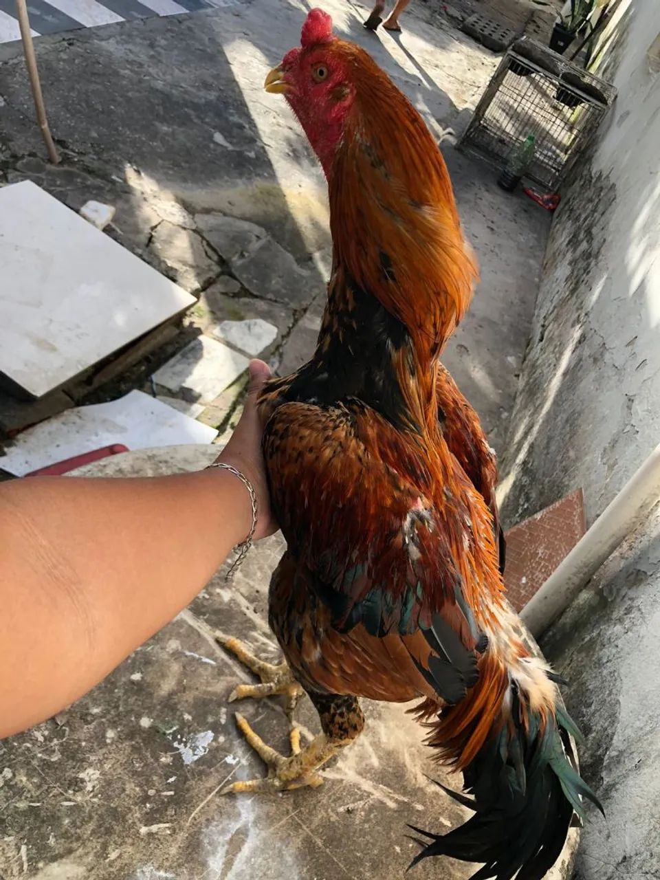 Galo bom e barato