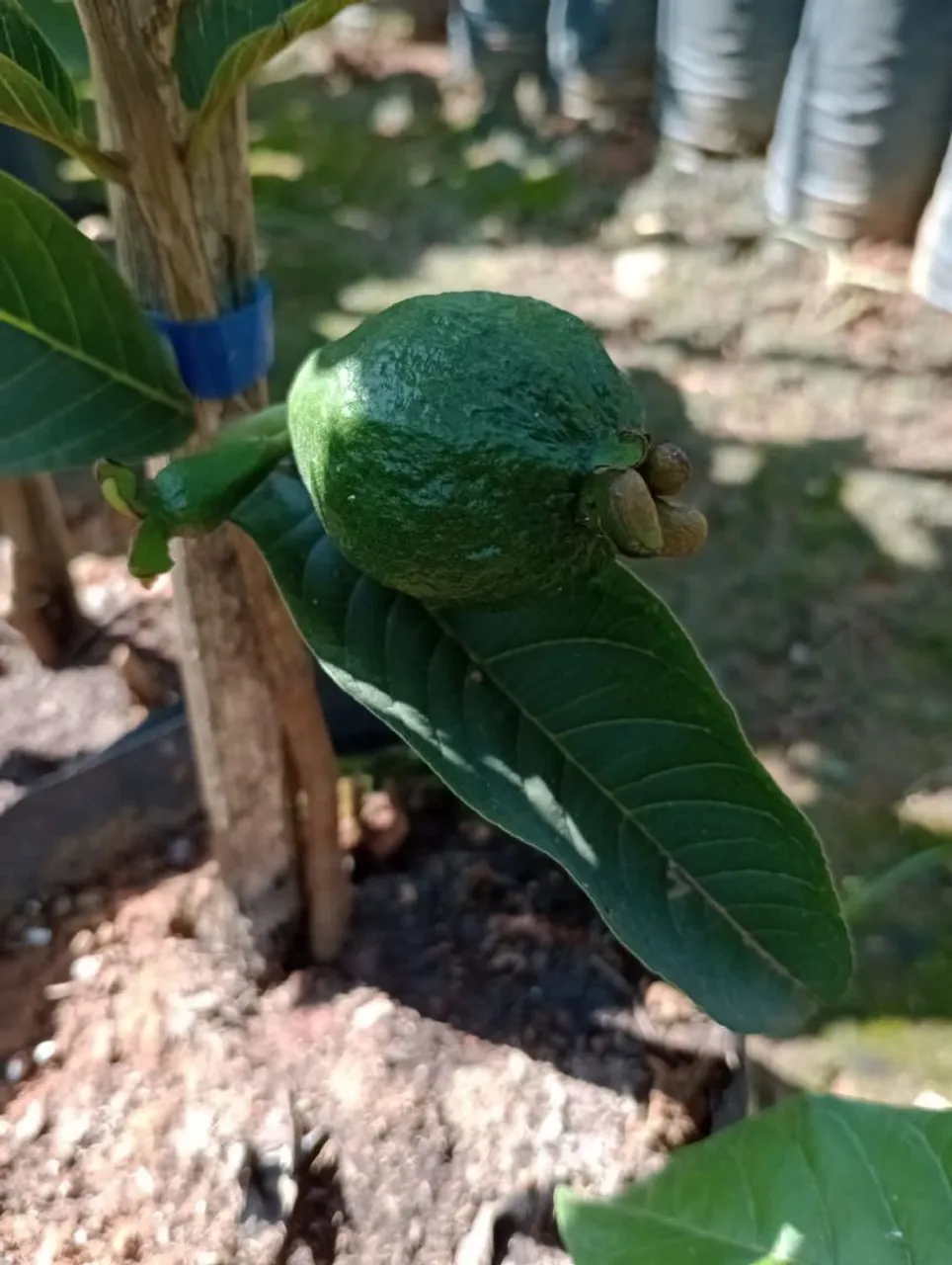 Muda de Goiaba
