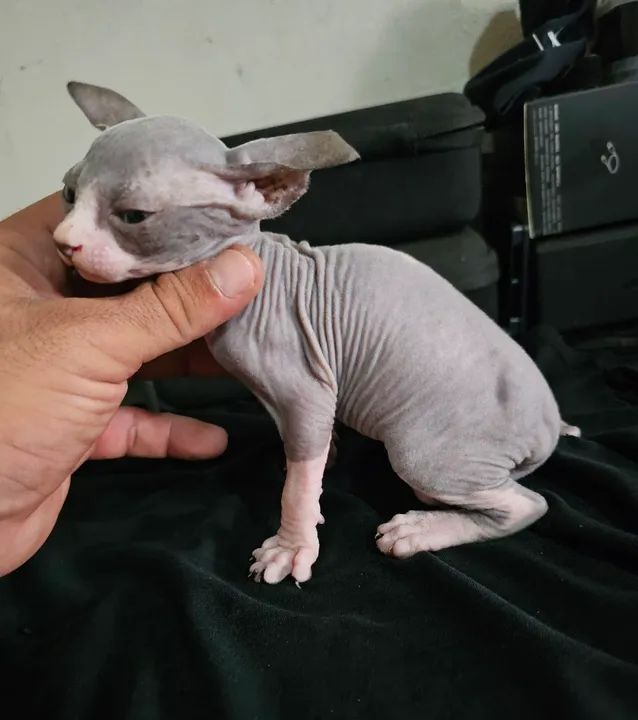 Sphynx macho bicolor  - Foto 4