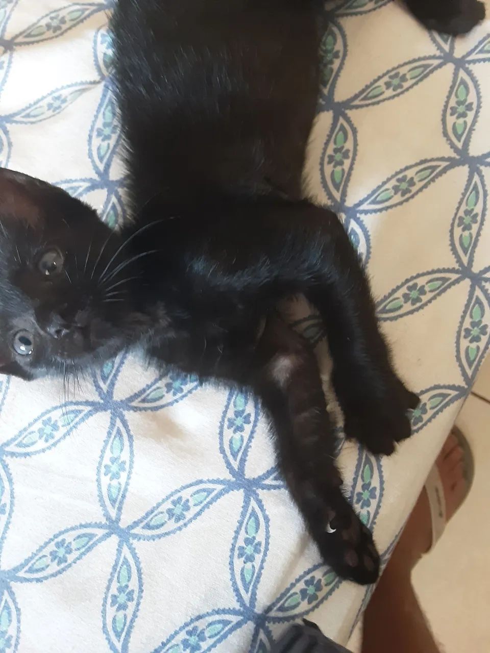 Gatinha filhote fêmea pra adoção  - Foto 6