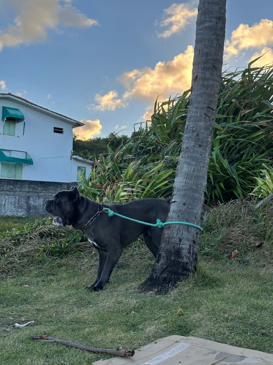 Cane Corso - Procuro uma namorada  - Foto 3