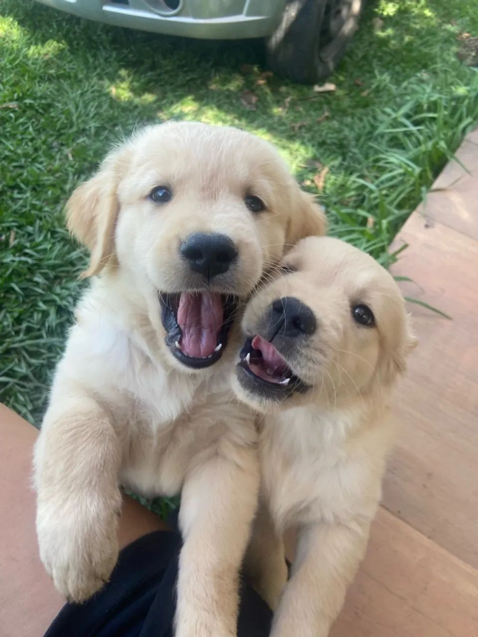 Golden  - Foto 2