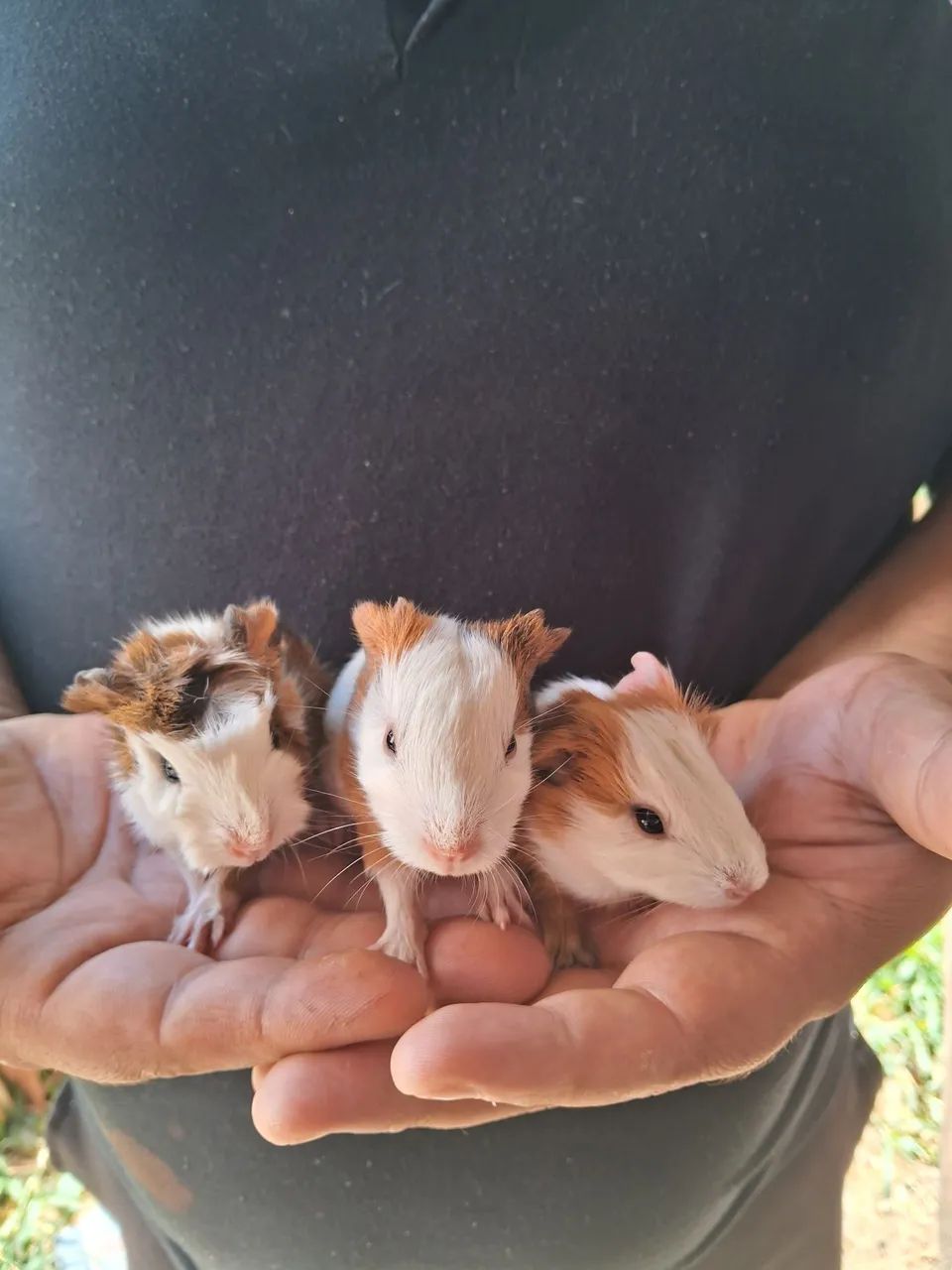 Guinea Pigs65048997848963121