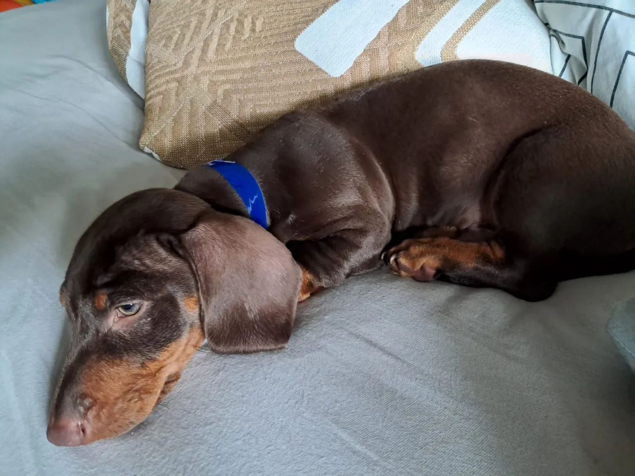 Cachorrinho Dachshund - Foto 2