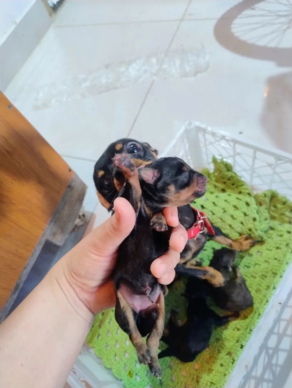 Pinscher 1 - Foto 4