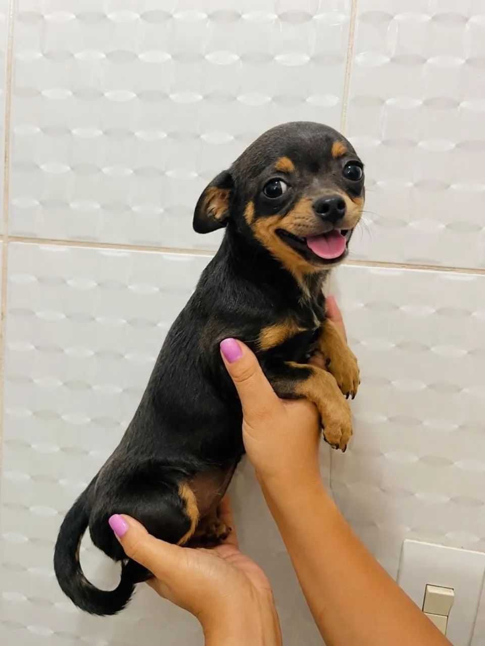Chihuahua  - Foto 2