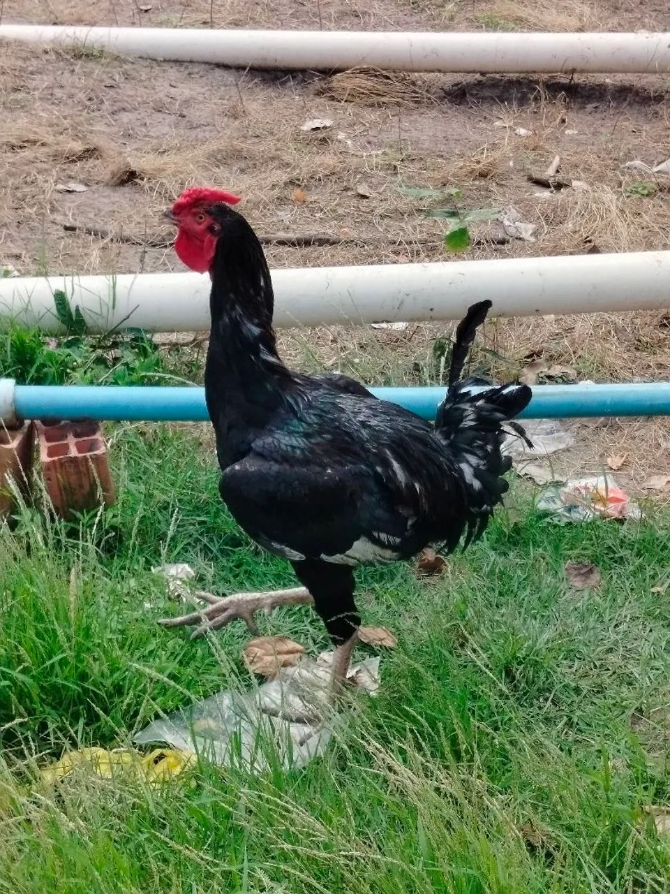 Frango caipira melhorado