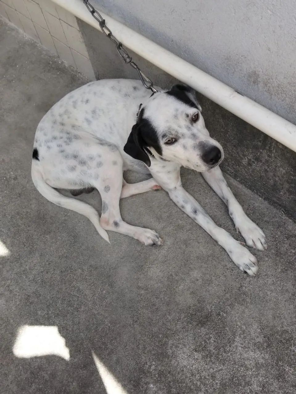 Cachorro para doação. - Foto 3