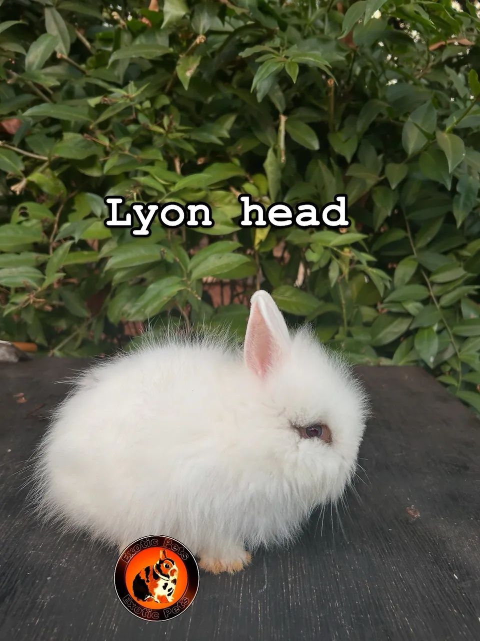 Lyon head - Foto 2