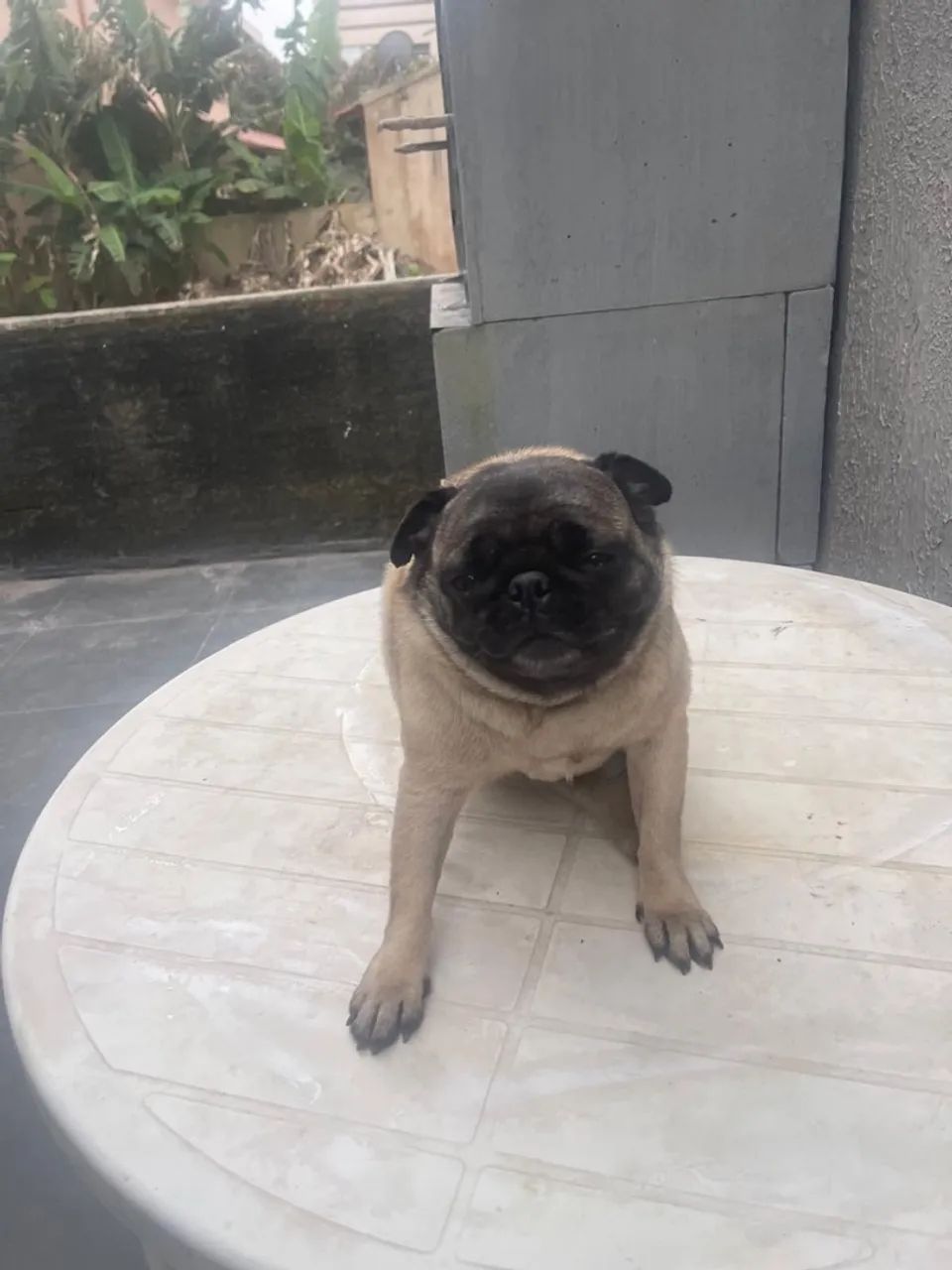 Pug fêmea