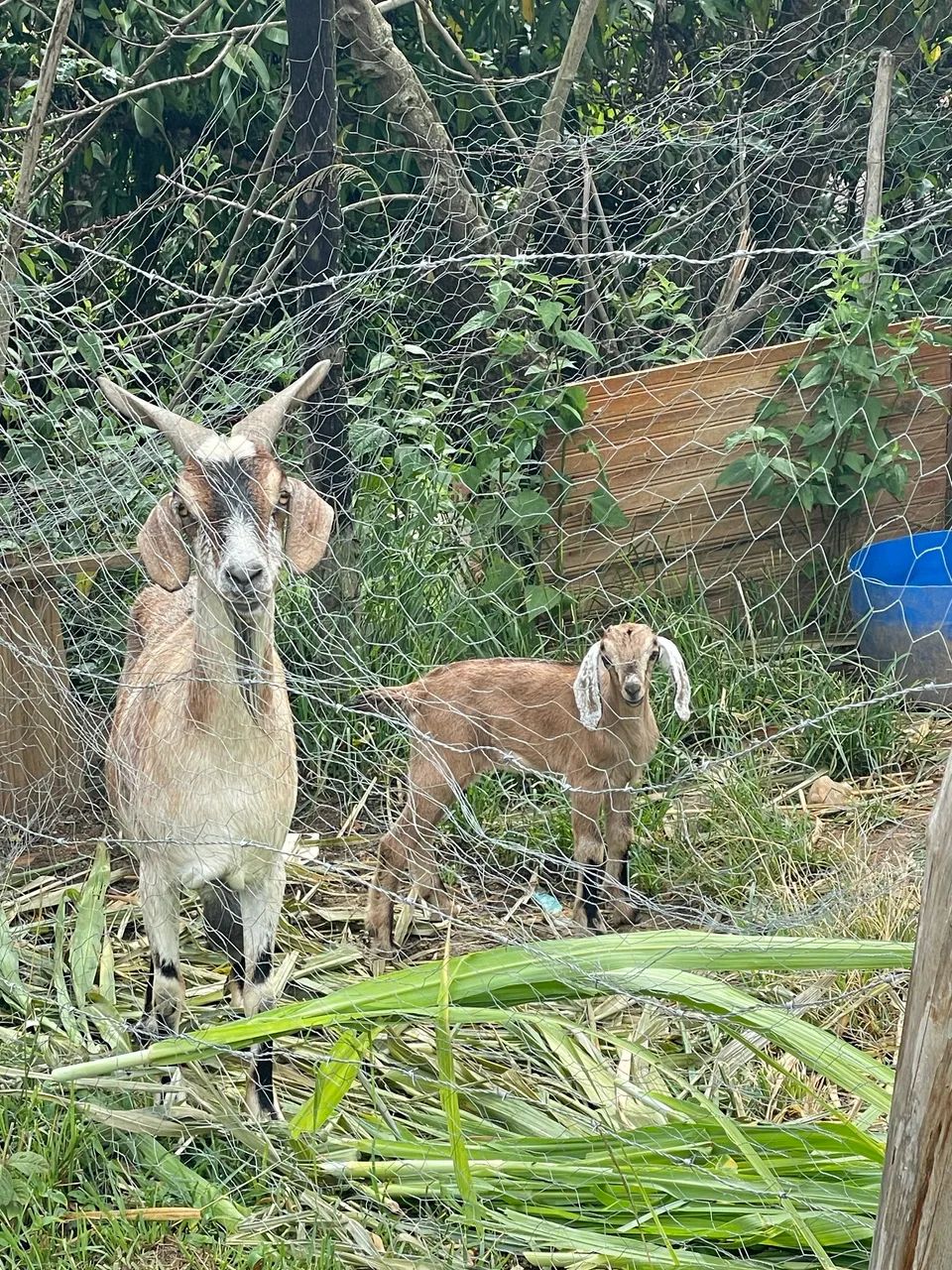 Vendo 4 cabras fêmea e uma carneira 