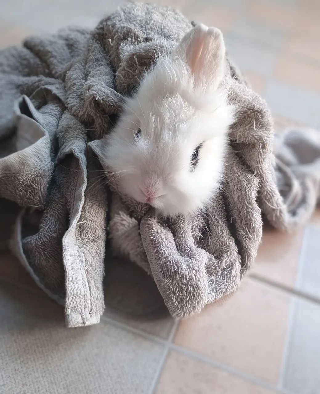 Mini coelho - Foto 2