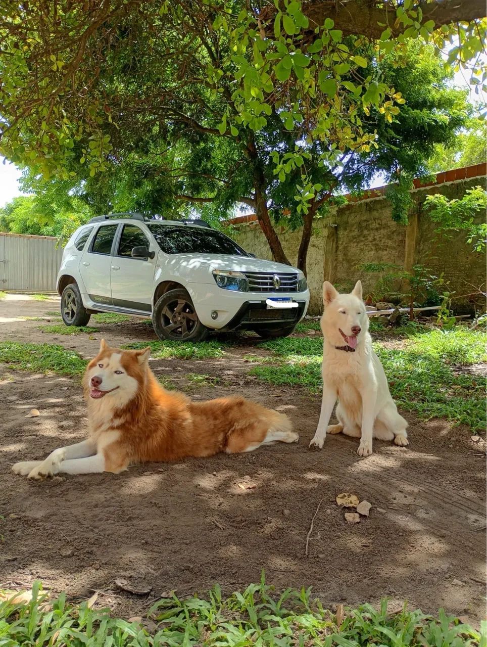 Husky Siberiano  - Foto 3