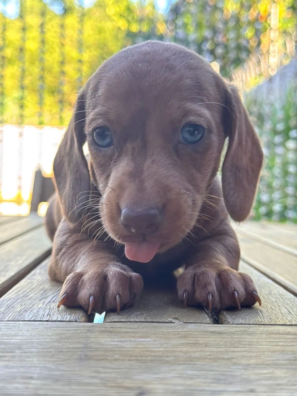 Linguicinha na cor creme 