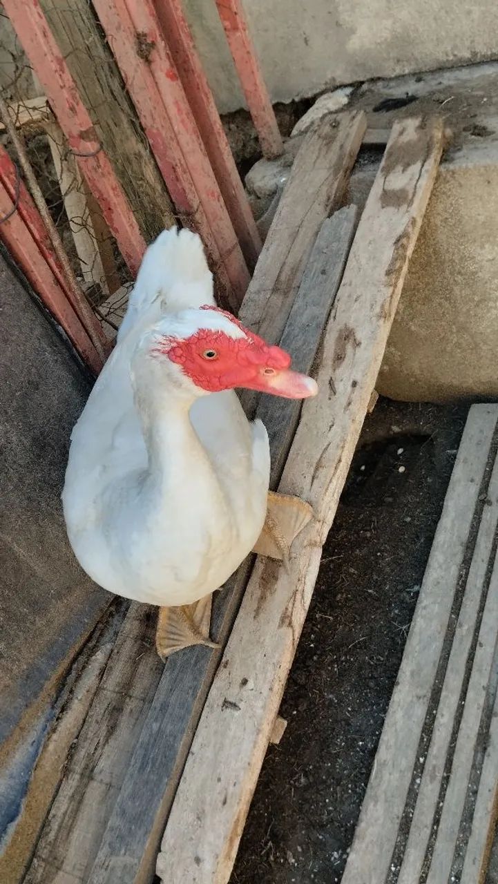 Patos   - Foto 2