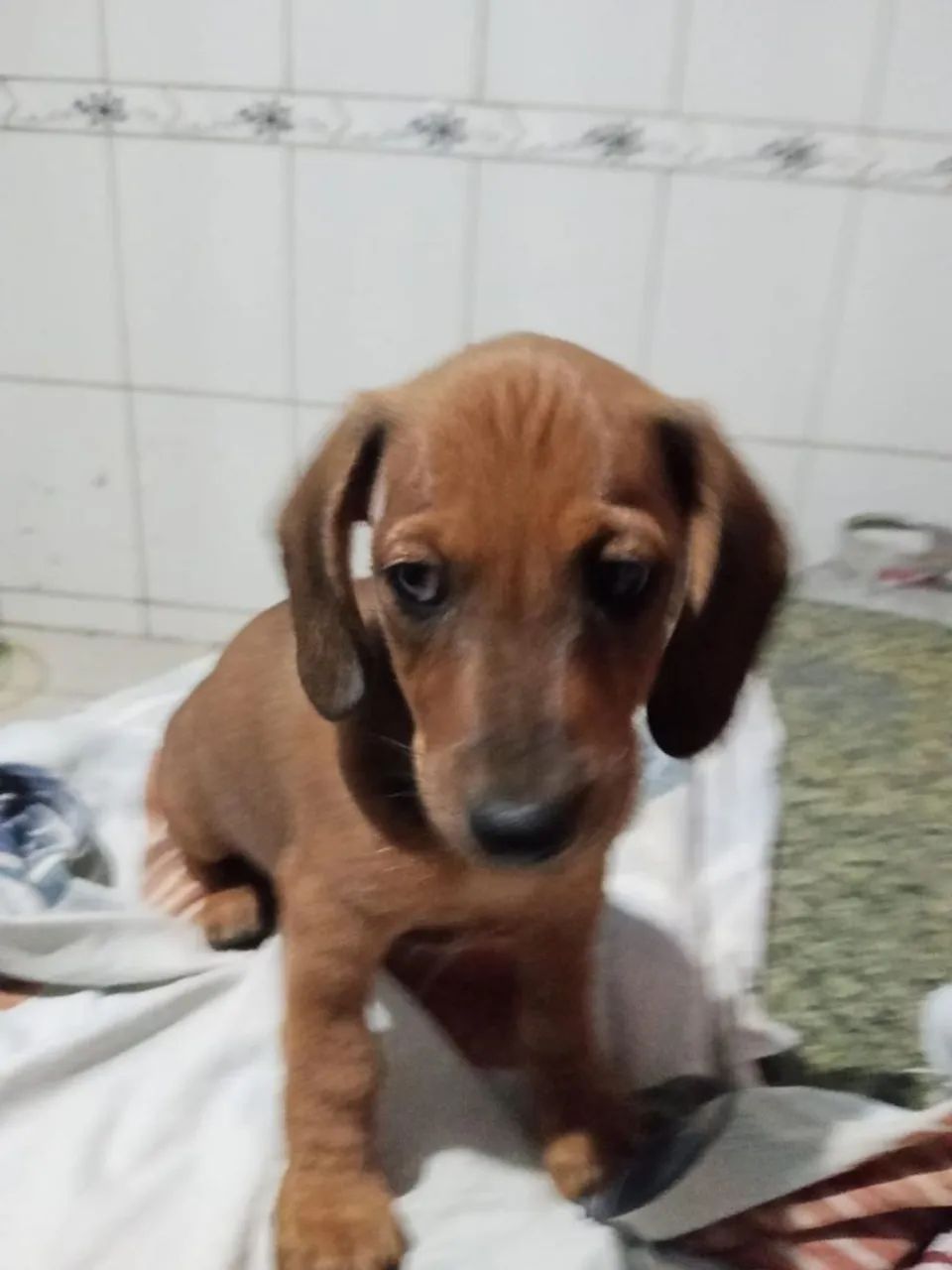 Salsichinha - Foto 4
