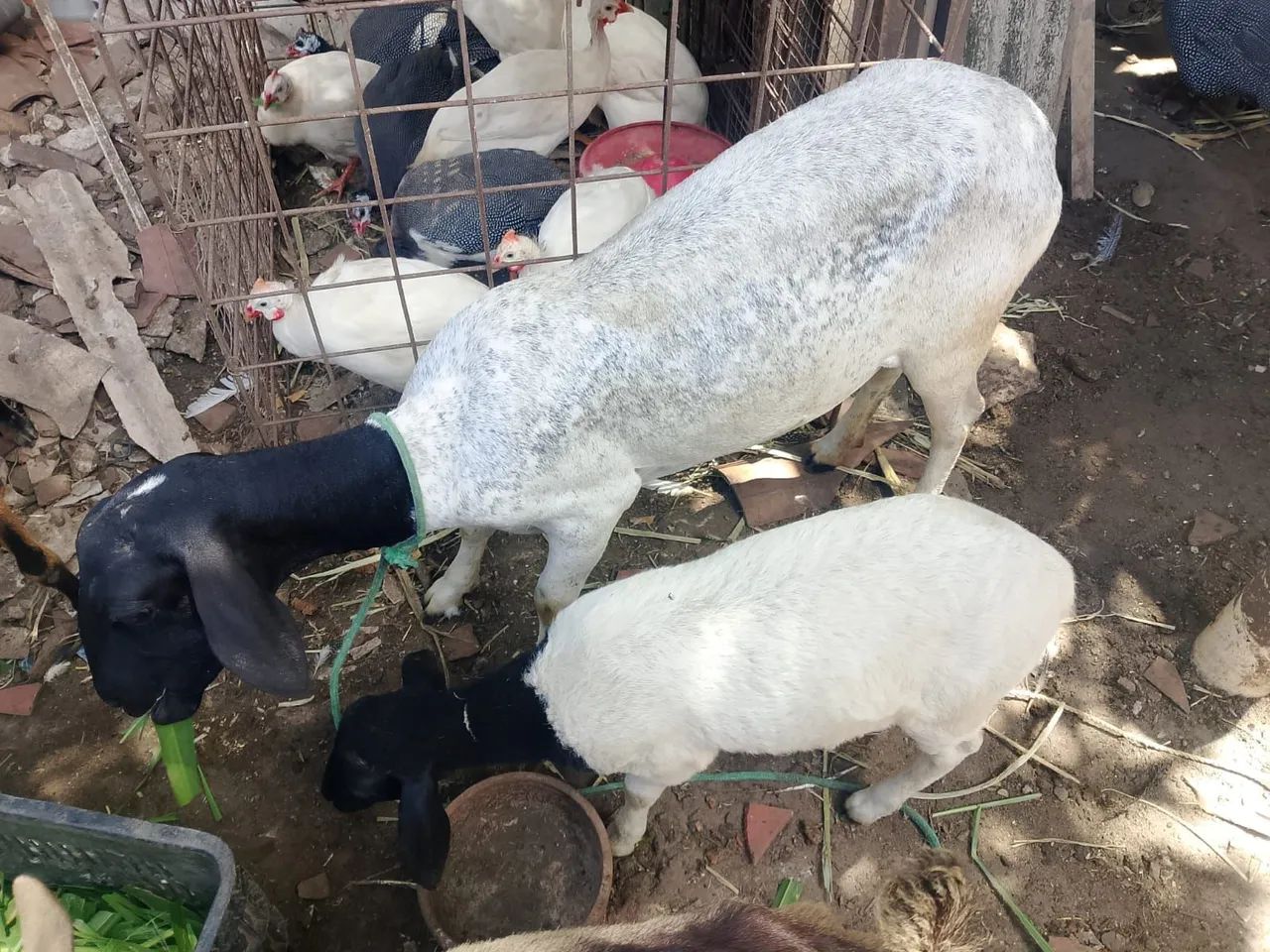 Caneira parida - Foto 4