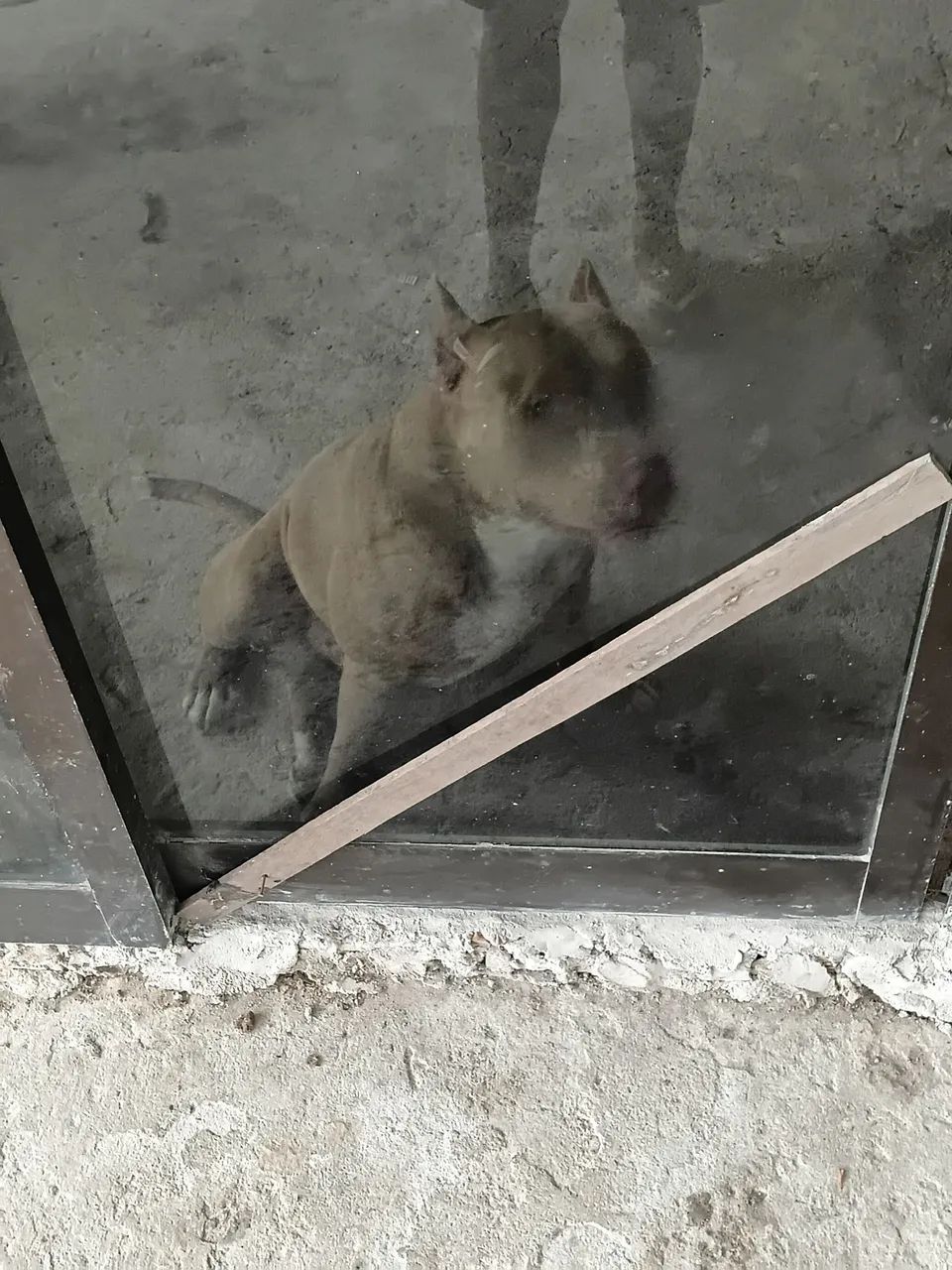 Vendo american bully $180 - Foto 4