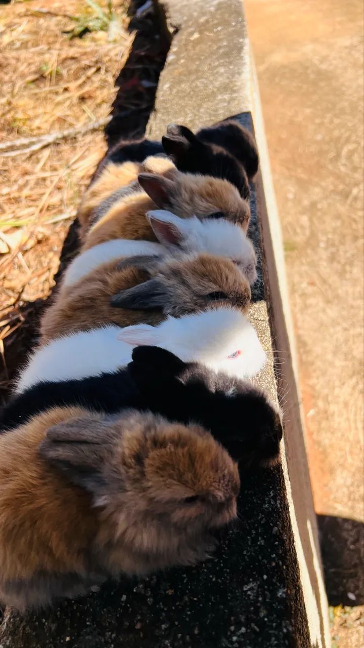 Coelhos mini Lion  - Foto 4