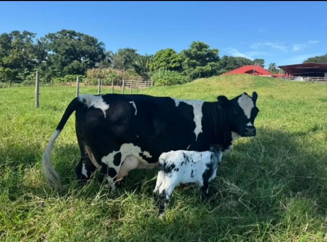 Mini pôneis e mini gado