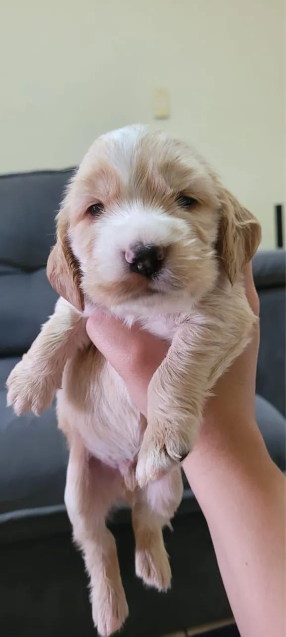 Filhotes de cocker Spaniel Inglês  - Foto 4