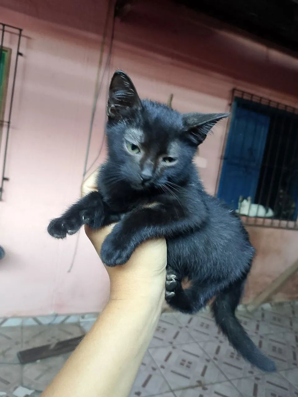 Adoção responsável  - Foto 4