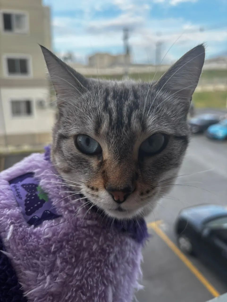 Gata tigre e doe-se com carinho - Foto 5