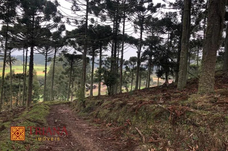 TERRENO DE 12 HECTARES COM FÁCIL ACESSO - Foto 4