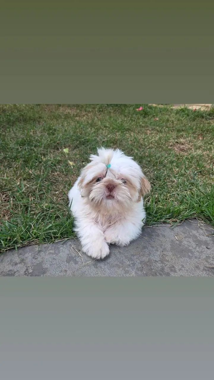 Shih tzu mini macho branco - Foto 2