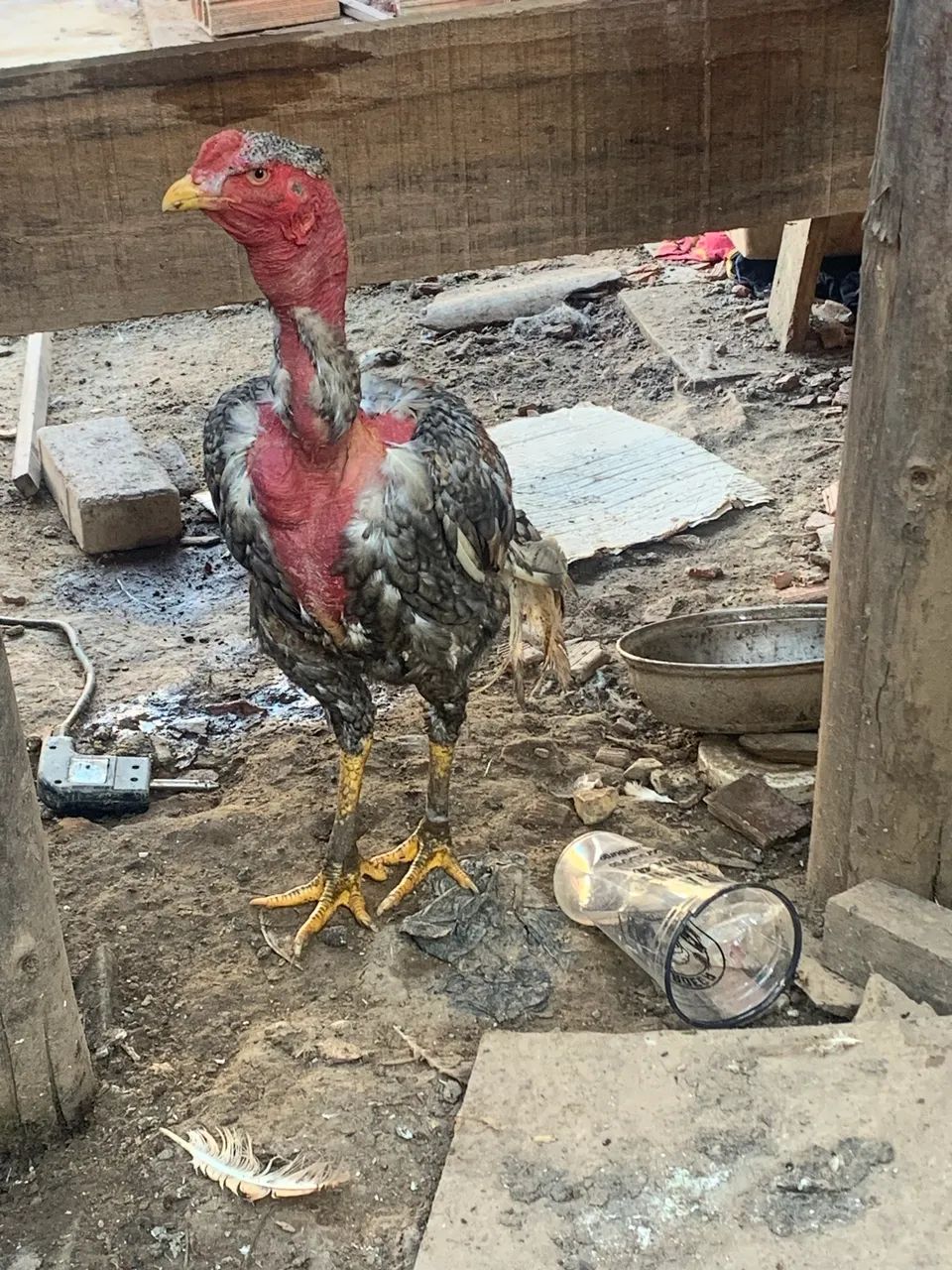 Frango Polaco