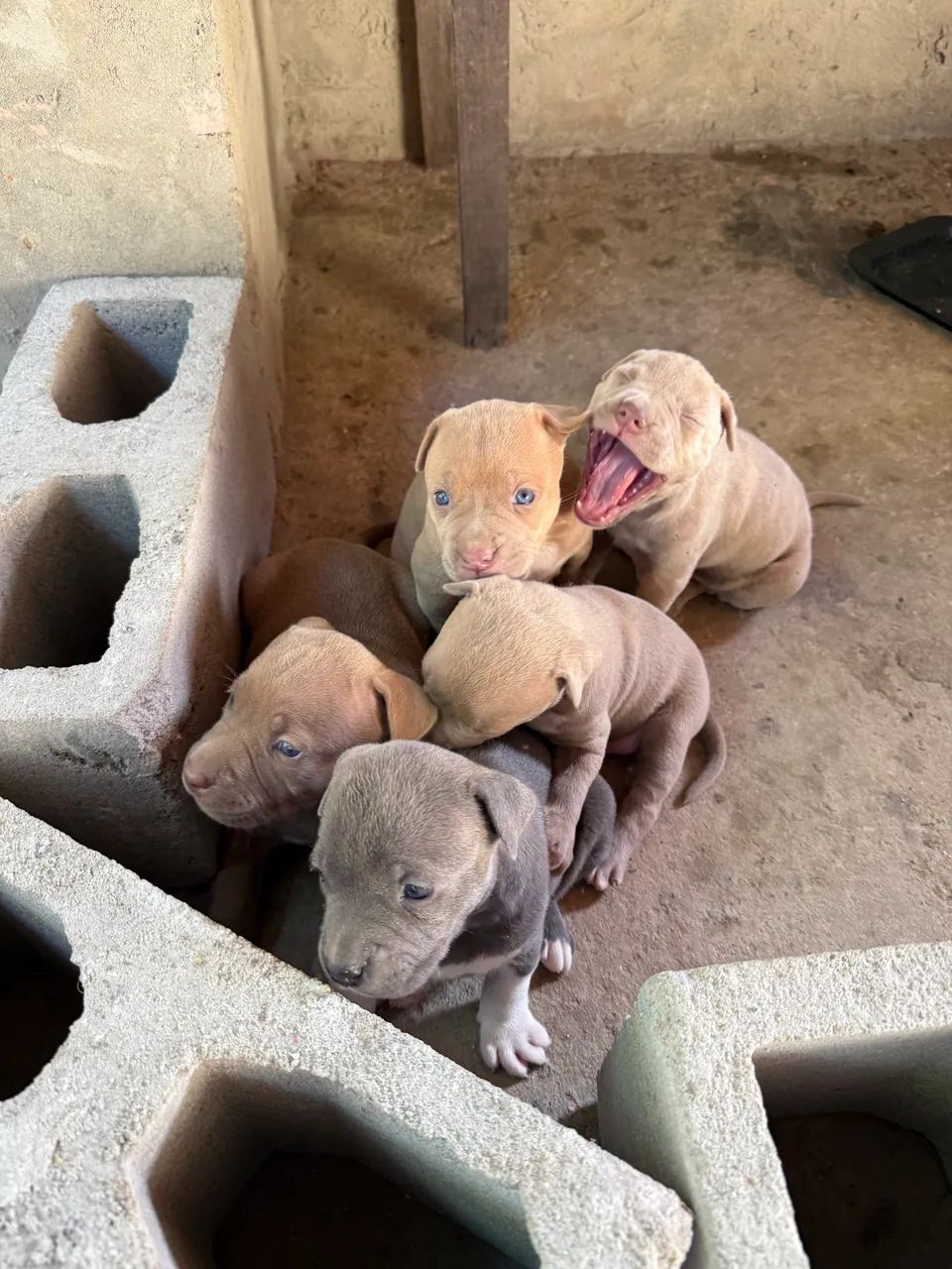 Pitbull  - Foto 4