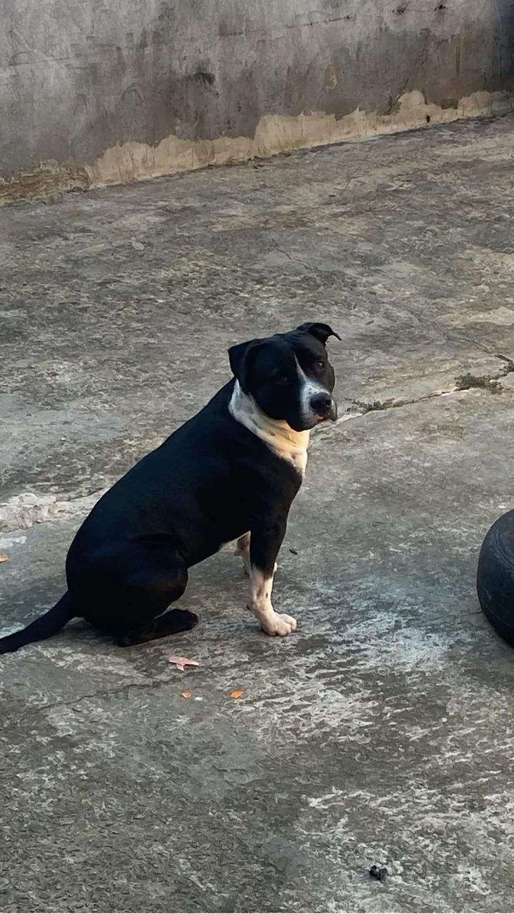 Disponível para cruzar - Foto 2