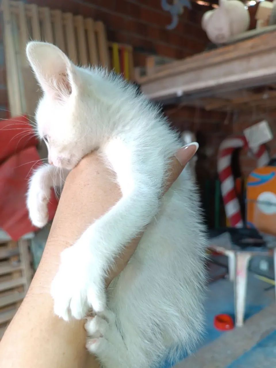 Adote um Gatinho e ganhei 1 caminha e 1 saco de ração p. - Foto 5