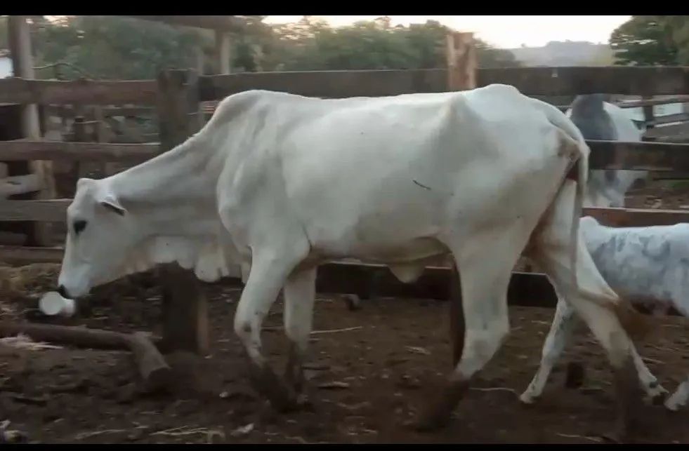 Vaca Nelore com bezerro 