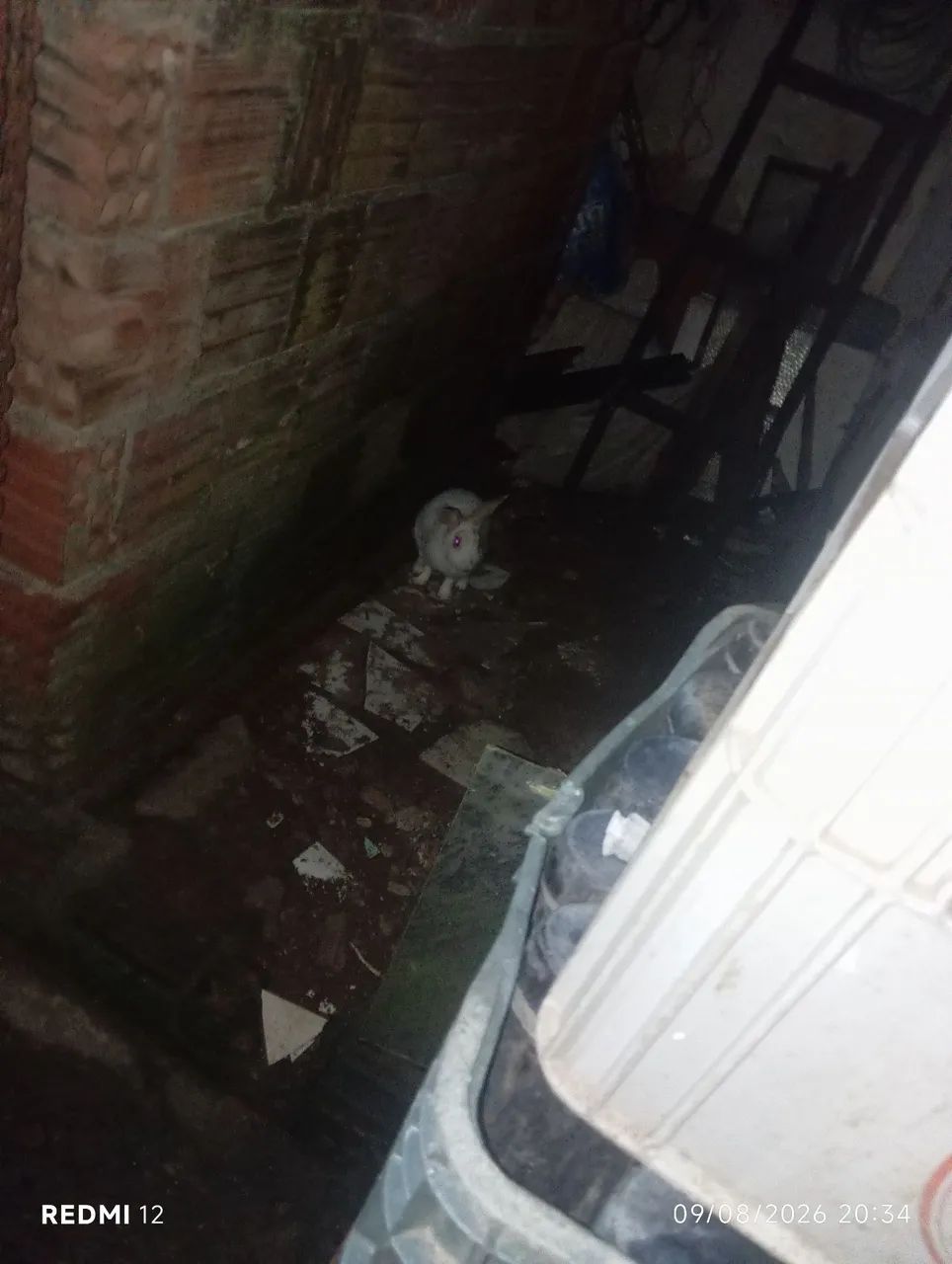 Vende-se coelho da raça rex gigante 